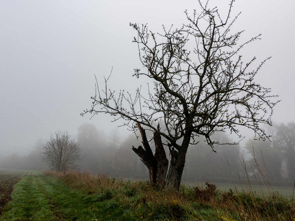 encore dans la brume