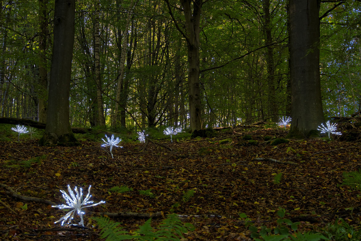 La forêt magique 1