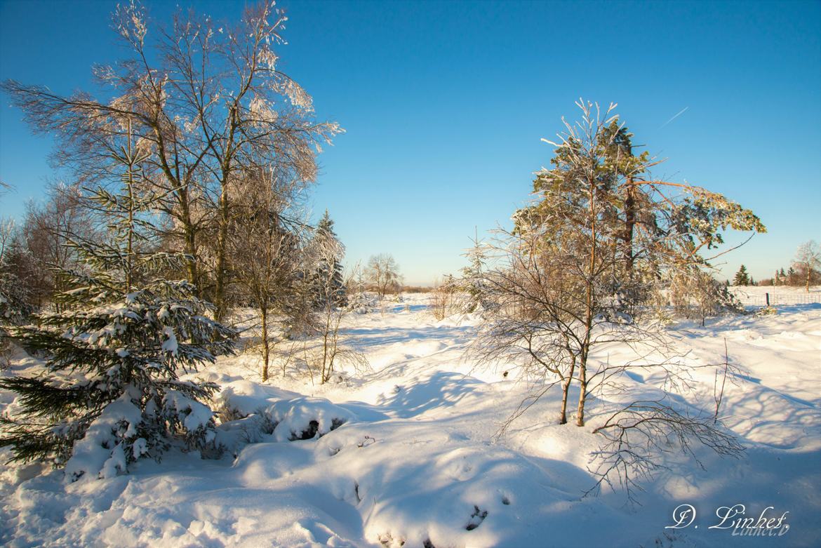 La Fagne sous la neige.