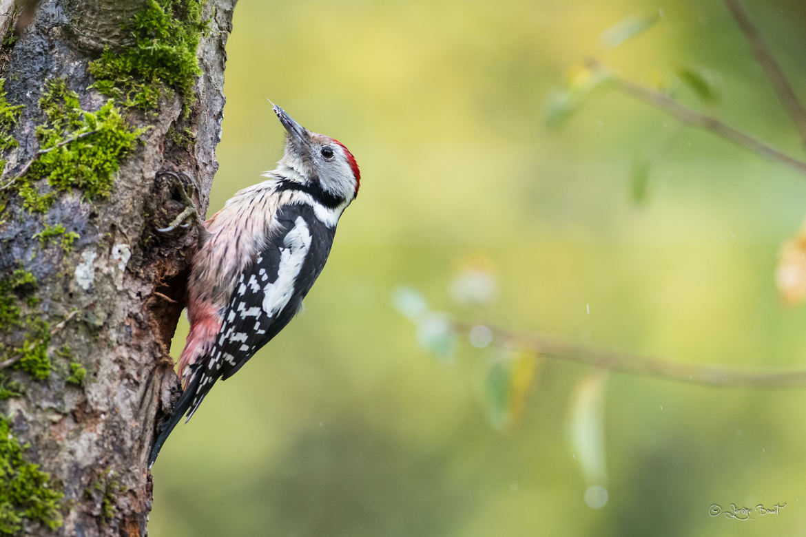 Tambourineur des bois