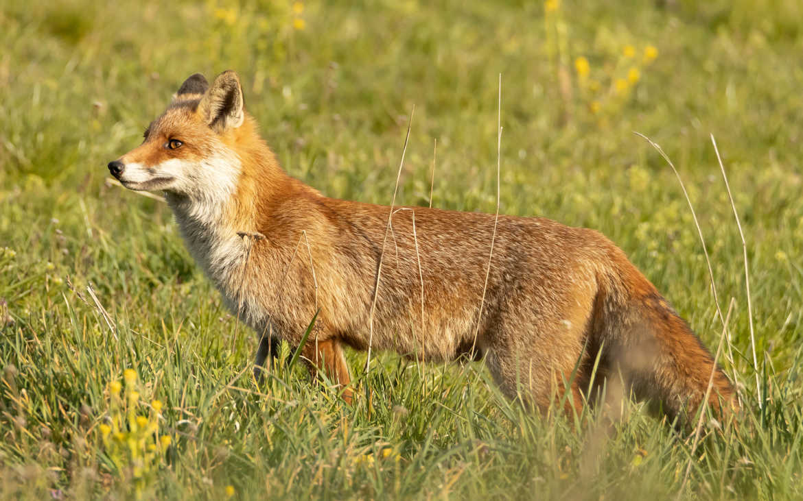 renard