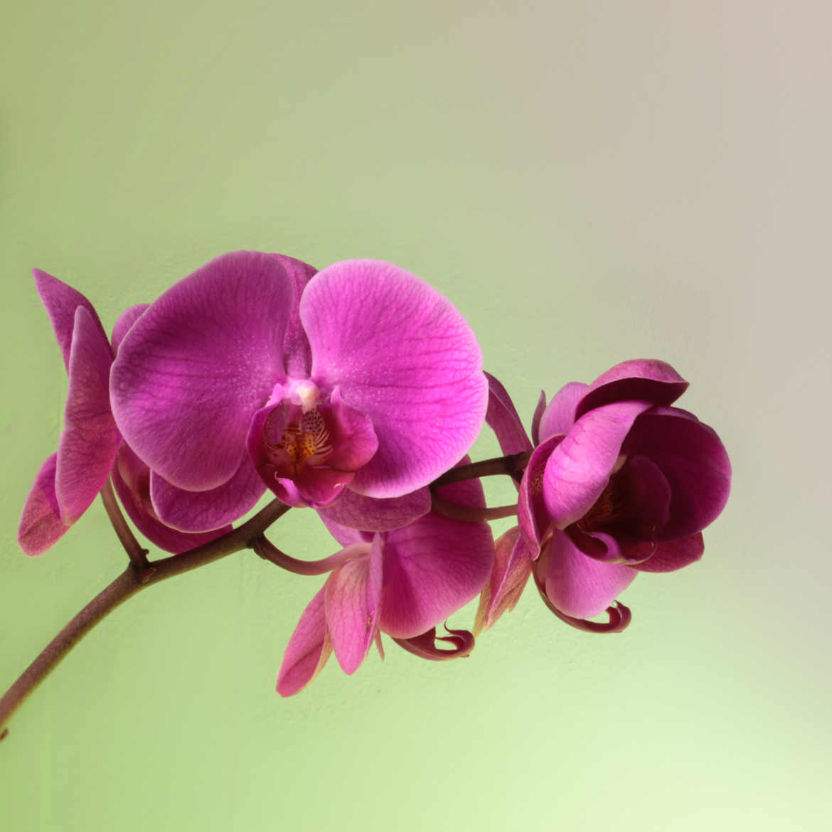 L'orchidée rose