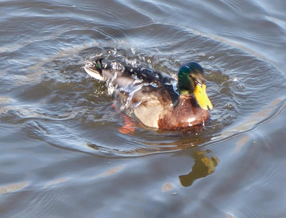 canard a la douche