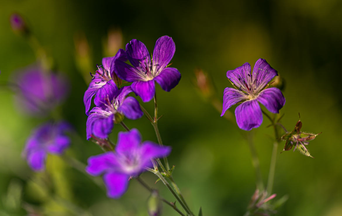 Petites fleurs violettes