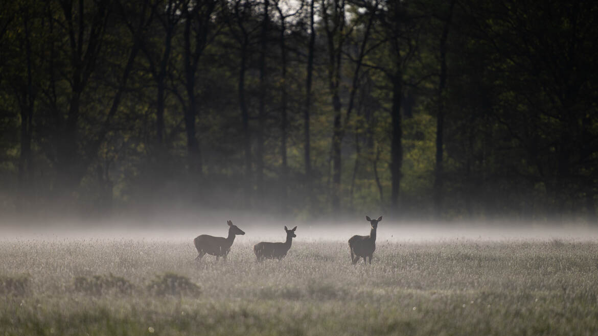 Trio dans la brume matinale