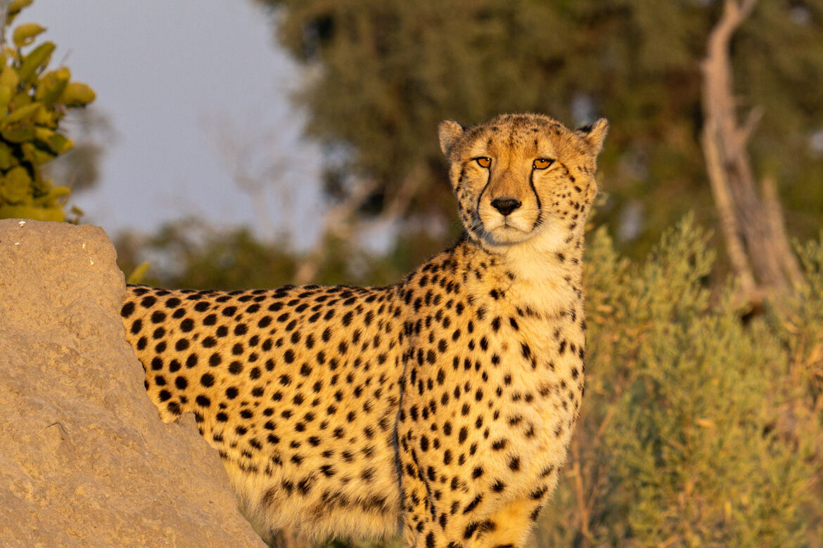 Le regard du chasseur