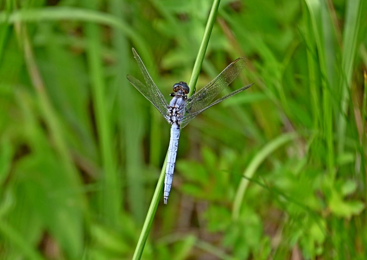 Orthetrum brunneum male