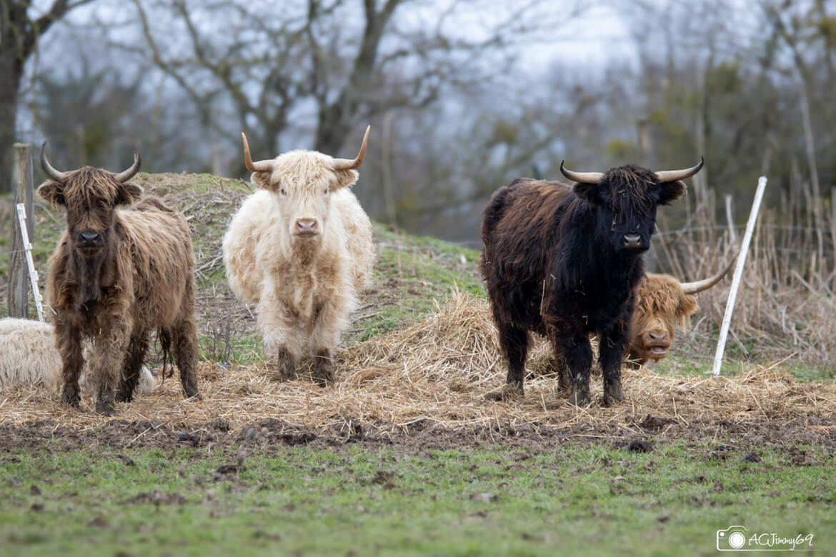 vaches Highland