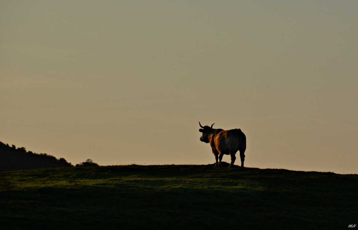 Nostalgie bovine