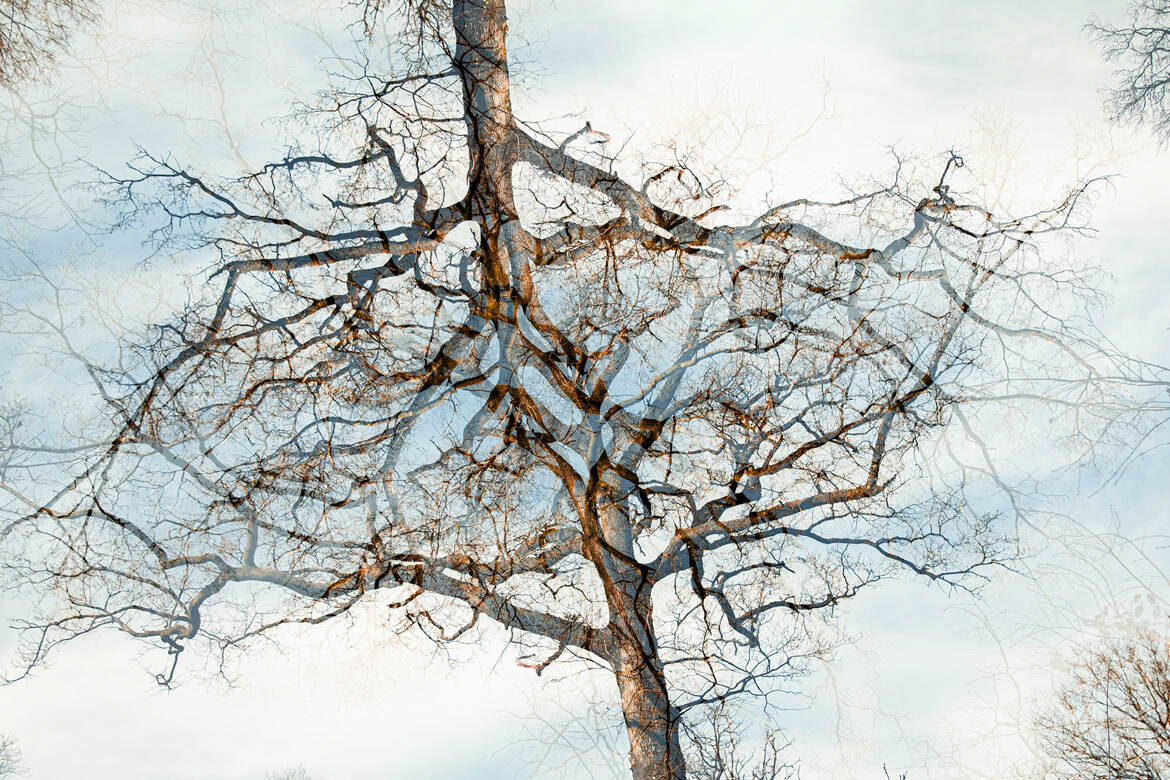 d'arbres en arbres...