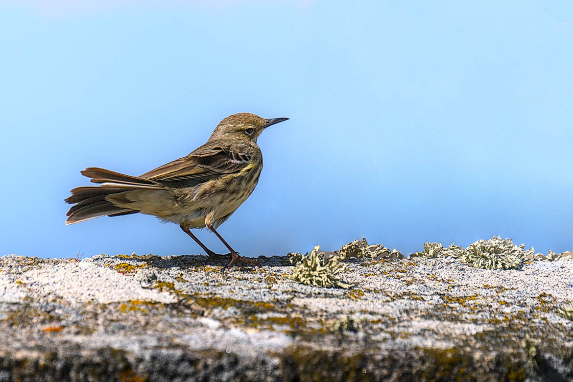 Pipit