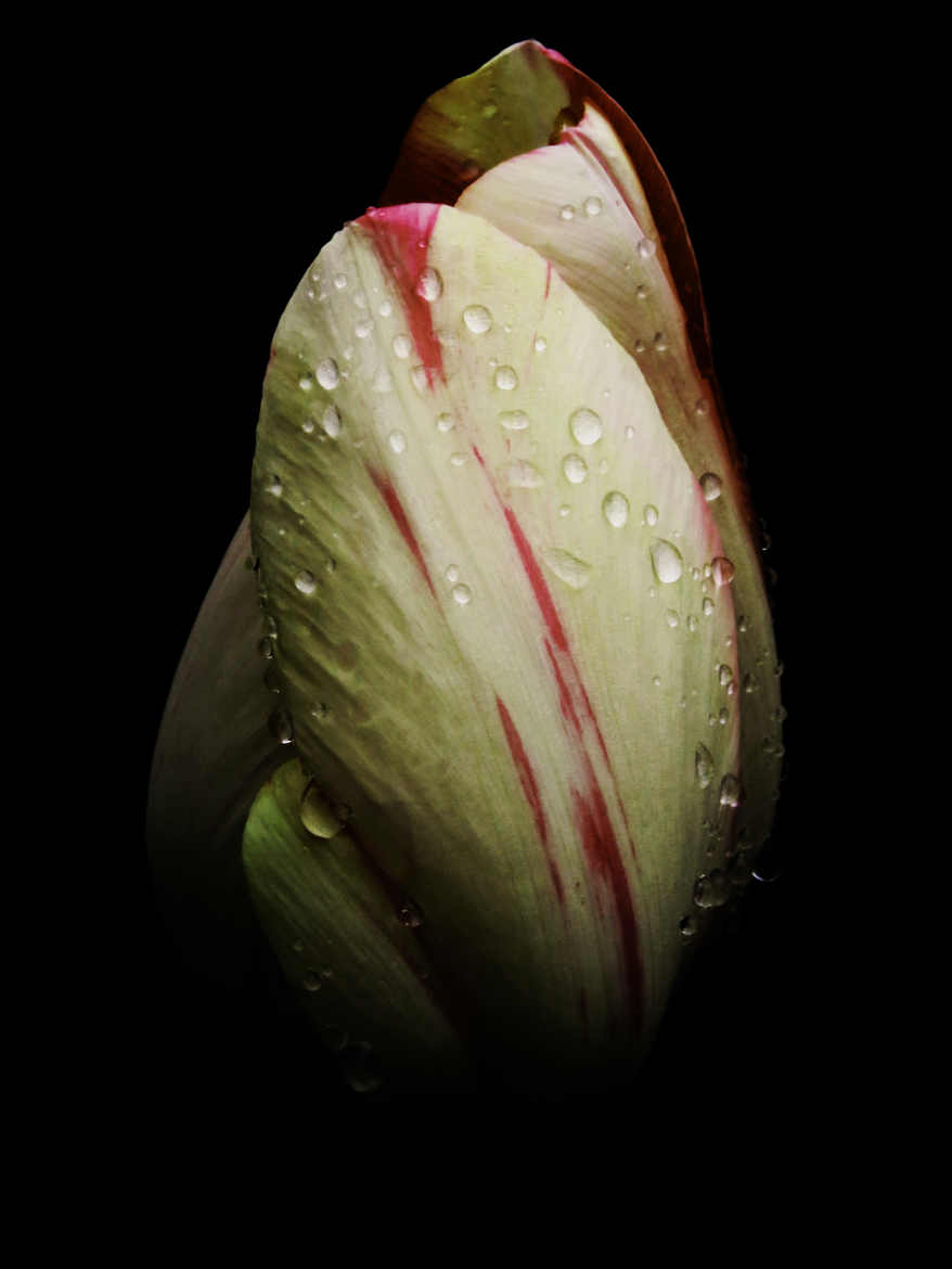 Larmes de tulipe