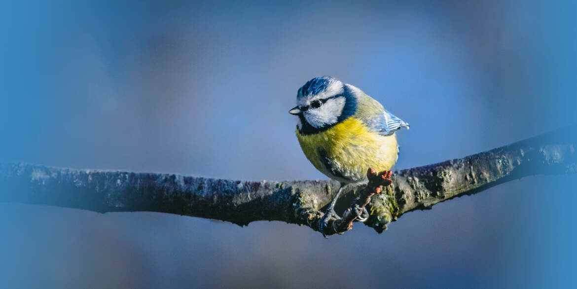 petite boule jaune et bleue