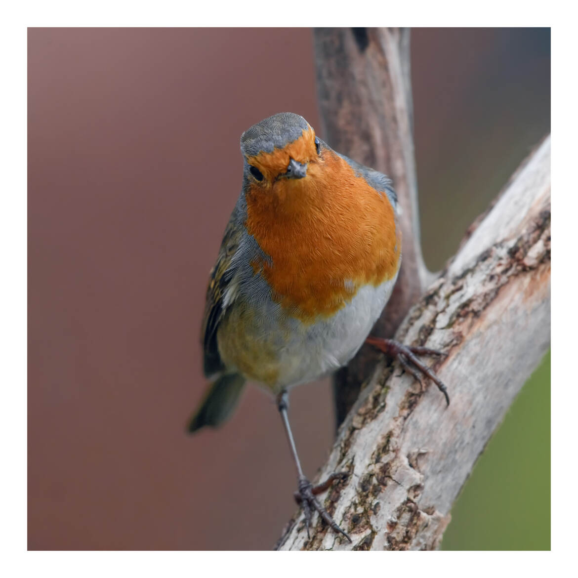 Au jardin, rouge gorge familier