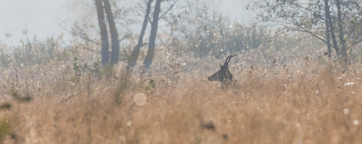 Dans les herbes du marais