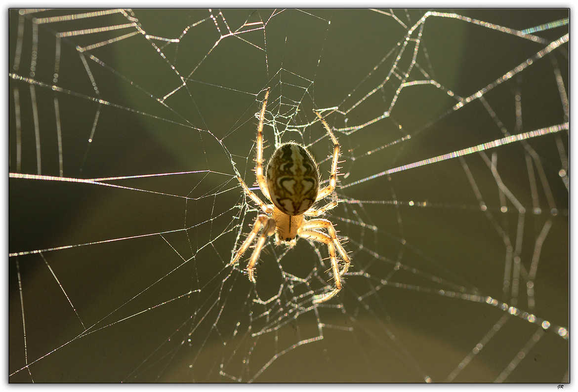 araignée diadème en contre jour