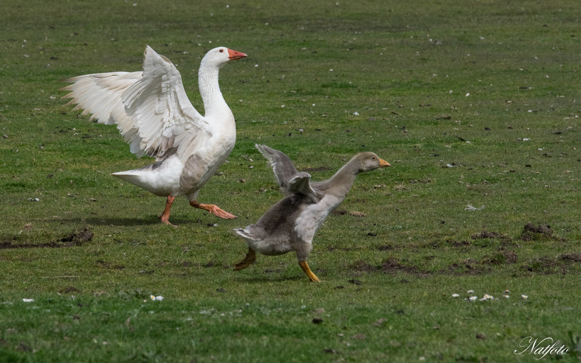 On fait la course Maman ?