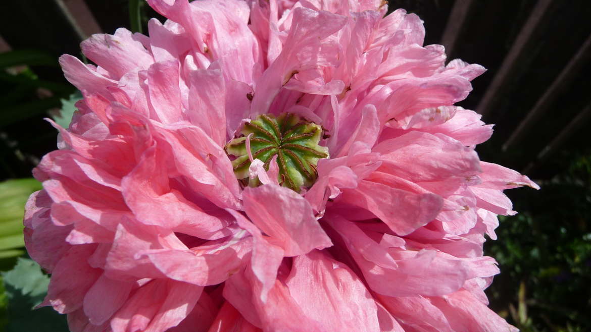 pavot somnifère pink chiffon