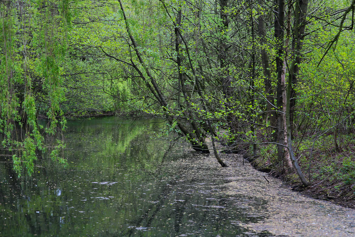 Dans les sous-bois