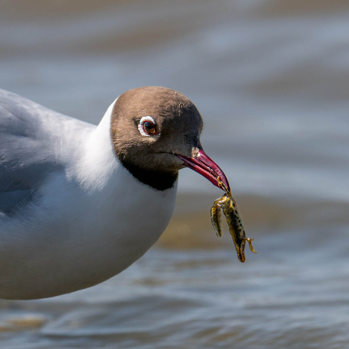 Dernier instant d'un triton