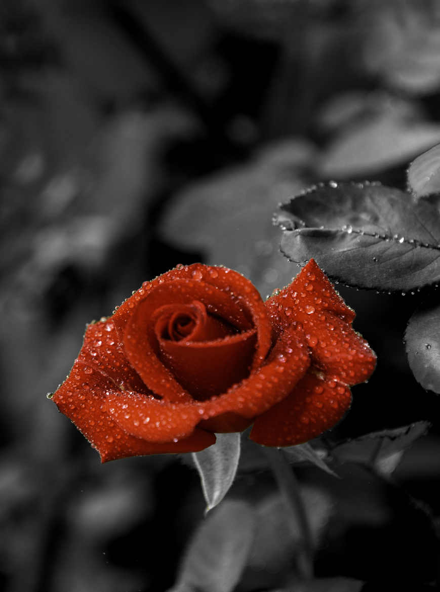 Perles de rosée sur  rose rouge