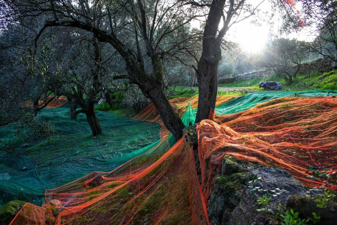 Cueillette des olives