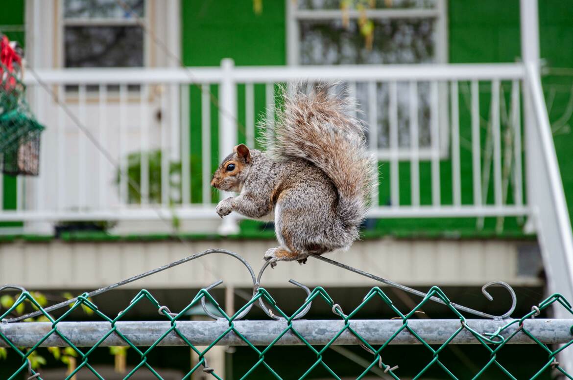 L'equilibriste