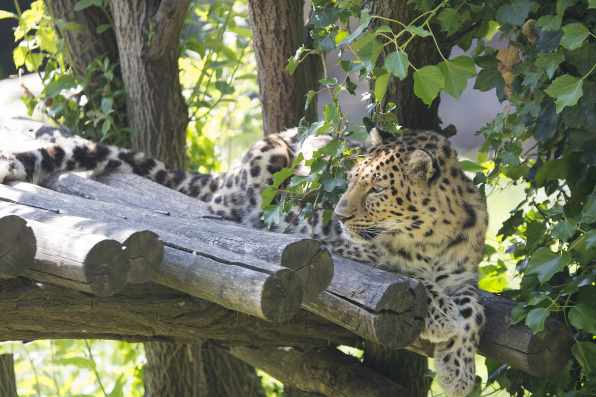 ZOO DES SABLE VEBDEE