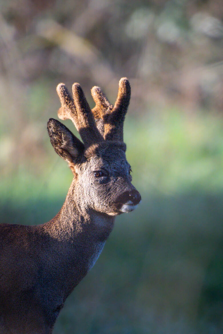 Une couronne de velours
