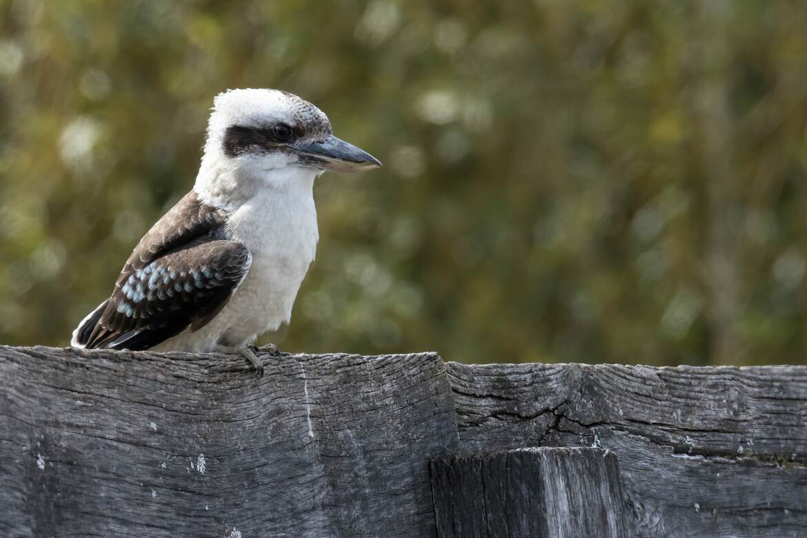 Martin-chasseur à ailes bleues