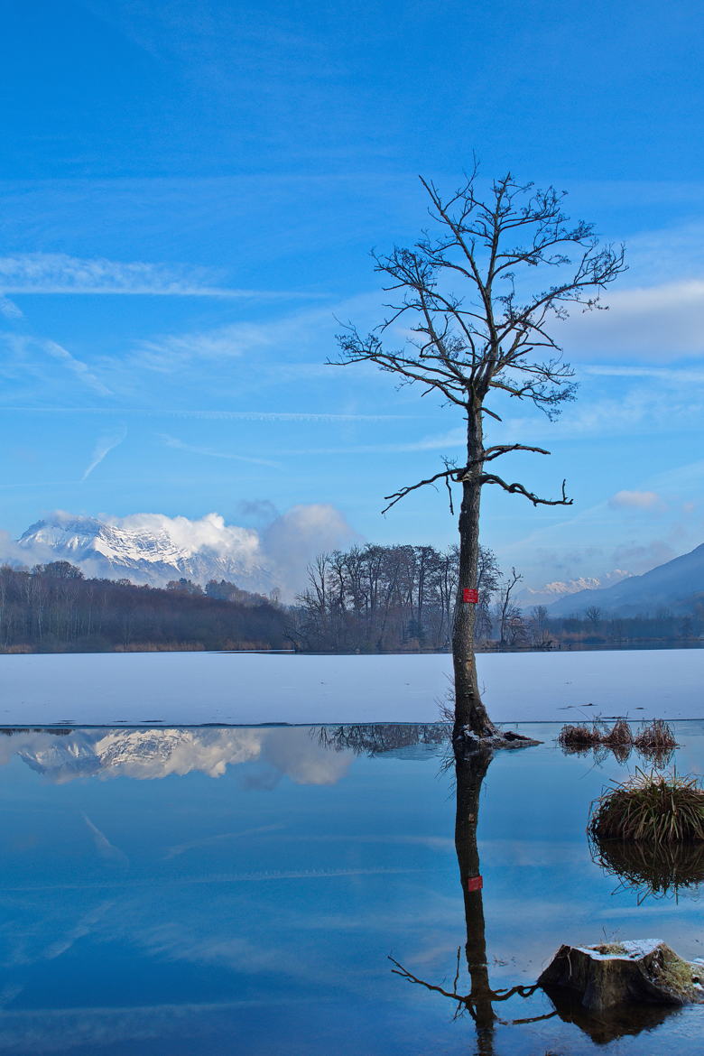 L'arbre et le lac gelé