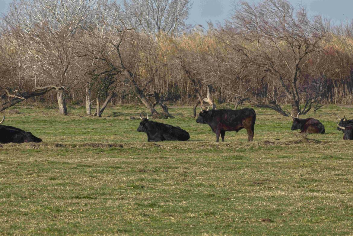 Taureaux de Camargue