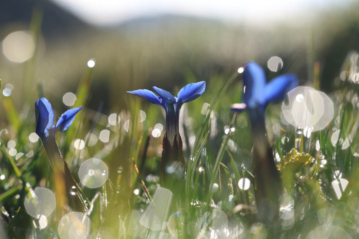 Eclats de soleil dans la rosée