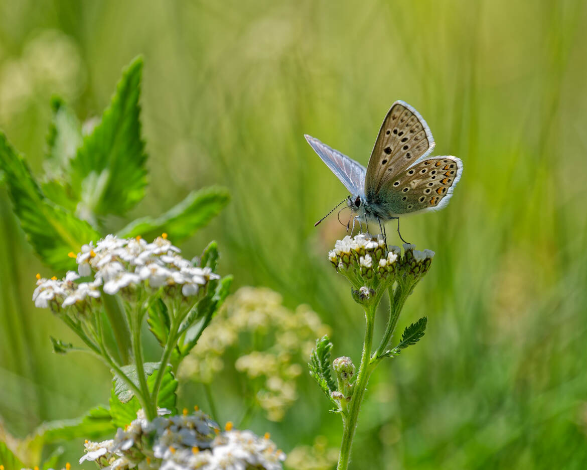 Le jardin de l'argus.