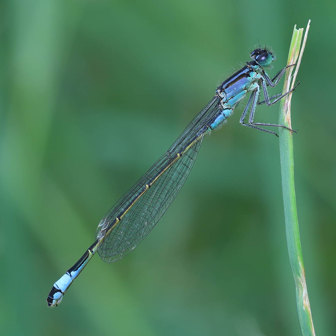 Agrion