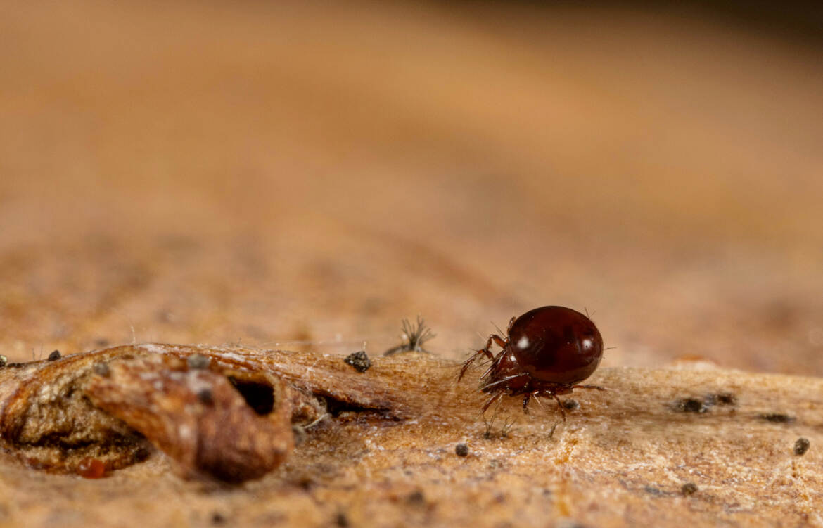 Le monstre du désert!