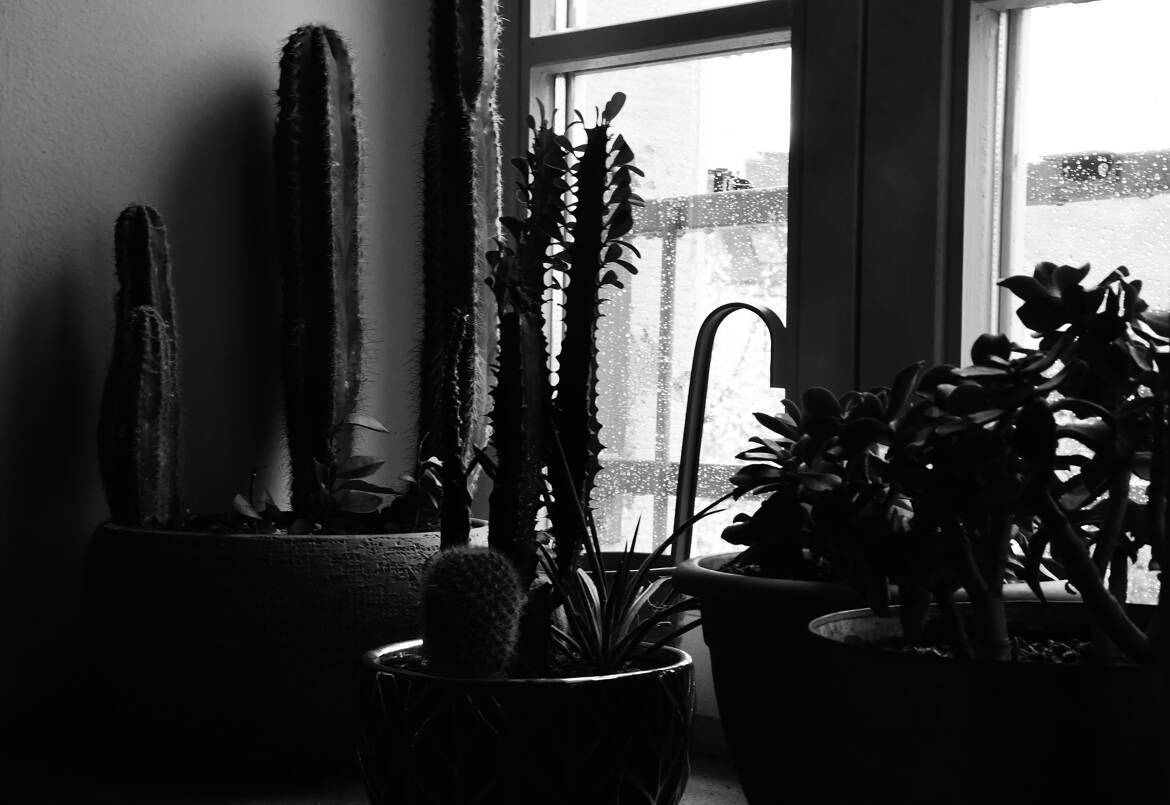 Mauvais temps pour les cactus