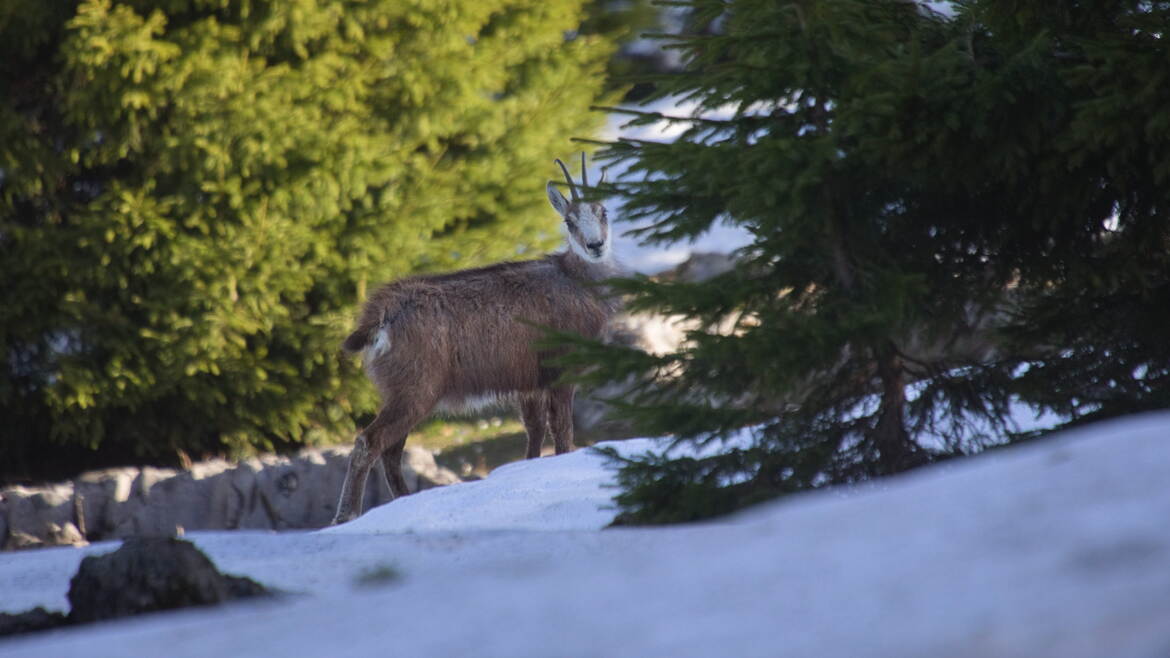 adieux l' hiver