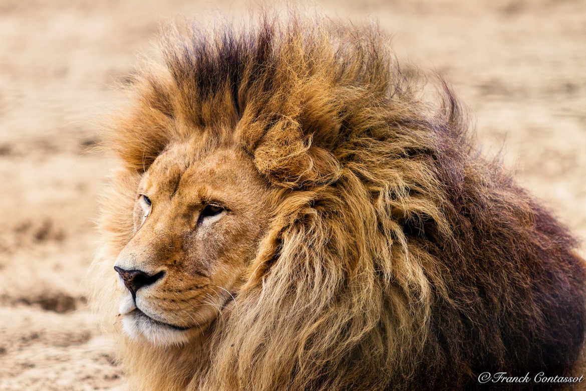 Un Lion