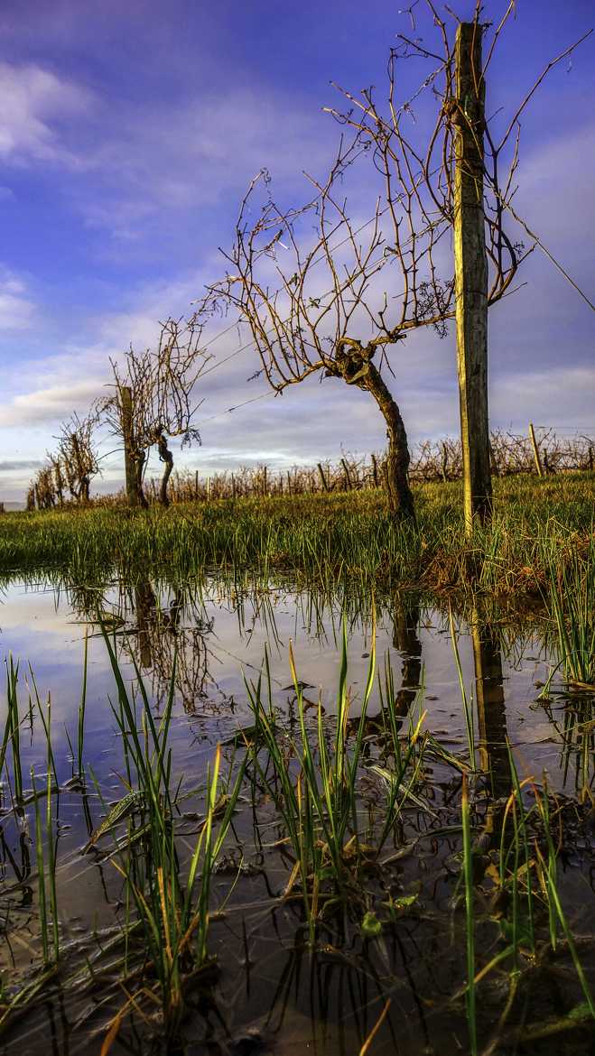 pas d'eaux dans ton vin