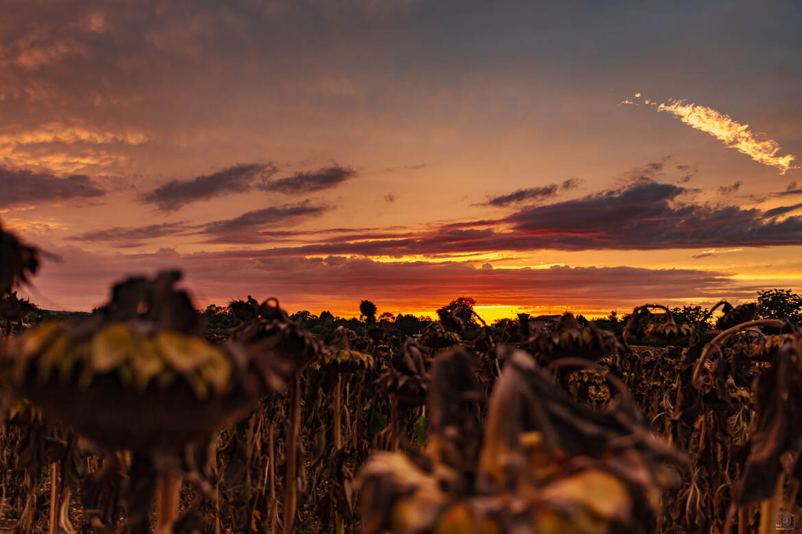 Tournesol au couchant