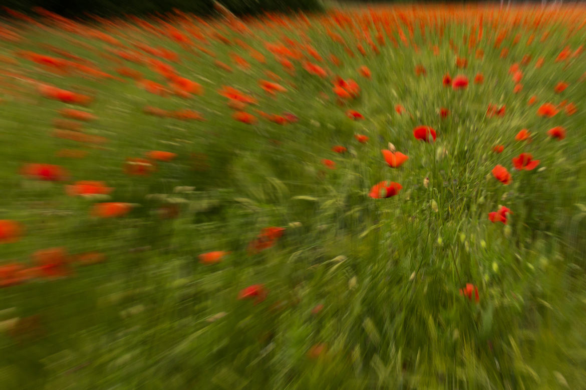 Coquelicots en folie