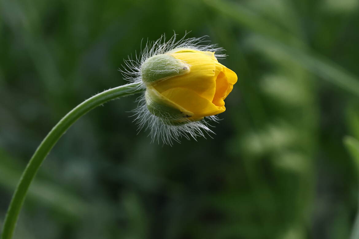 Naissance d'un bouton d'or