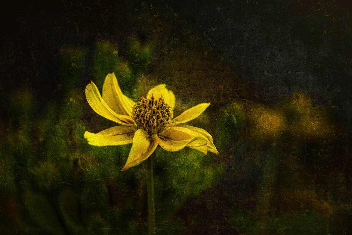 La fleur jaune !!