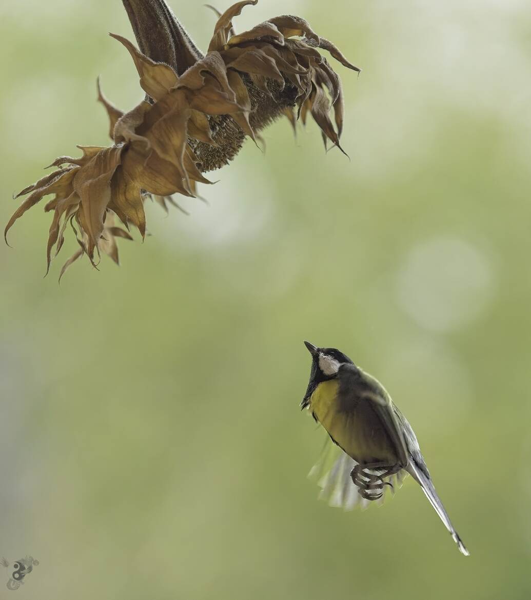 Mésange et tournesol