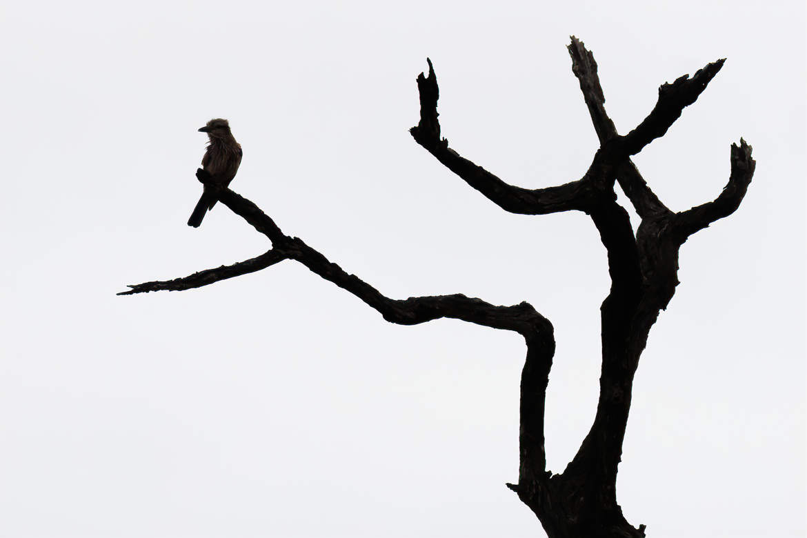 L'oiseau sur la branche