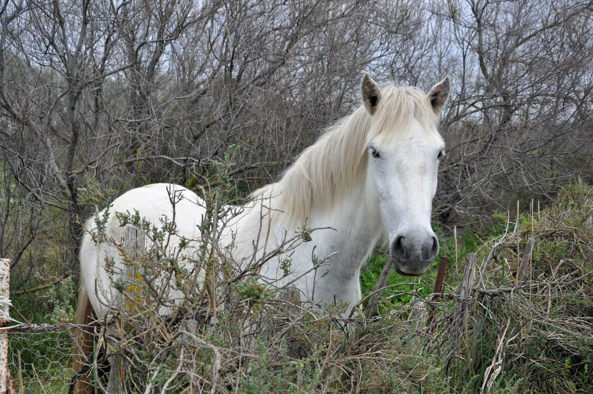 Mon camarguais