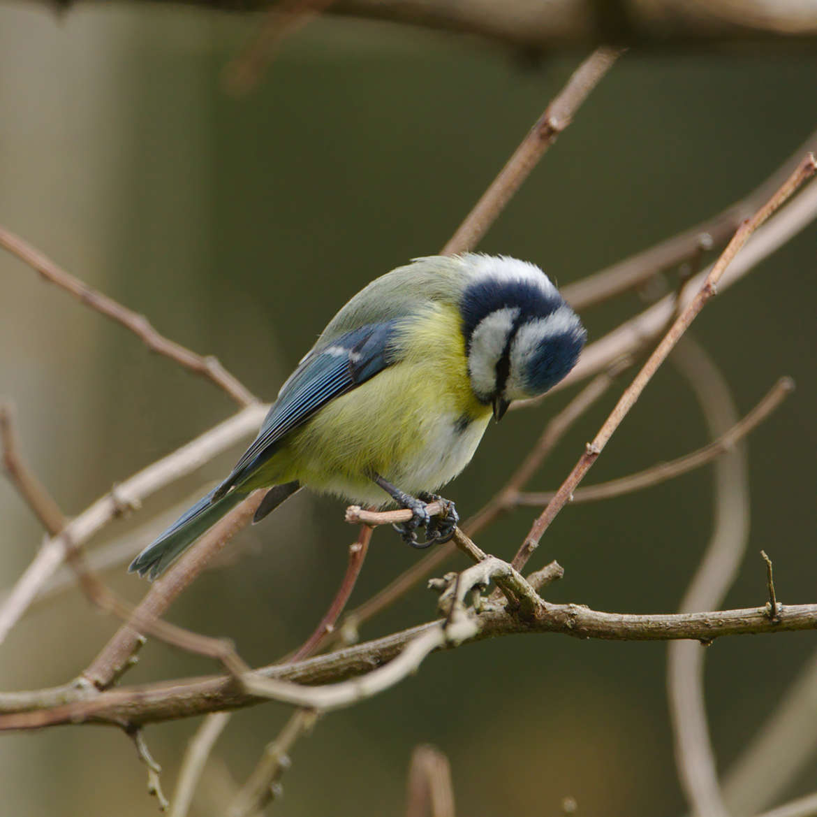 Mésange retoucher 2