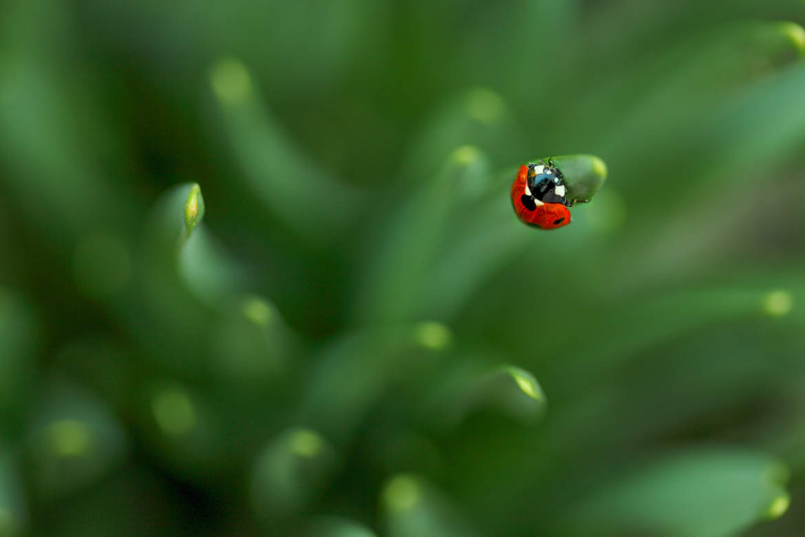 Coccinelle