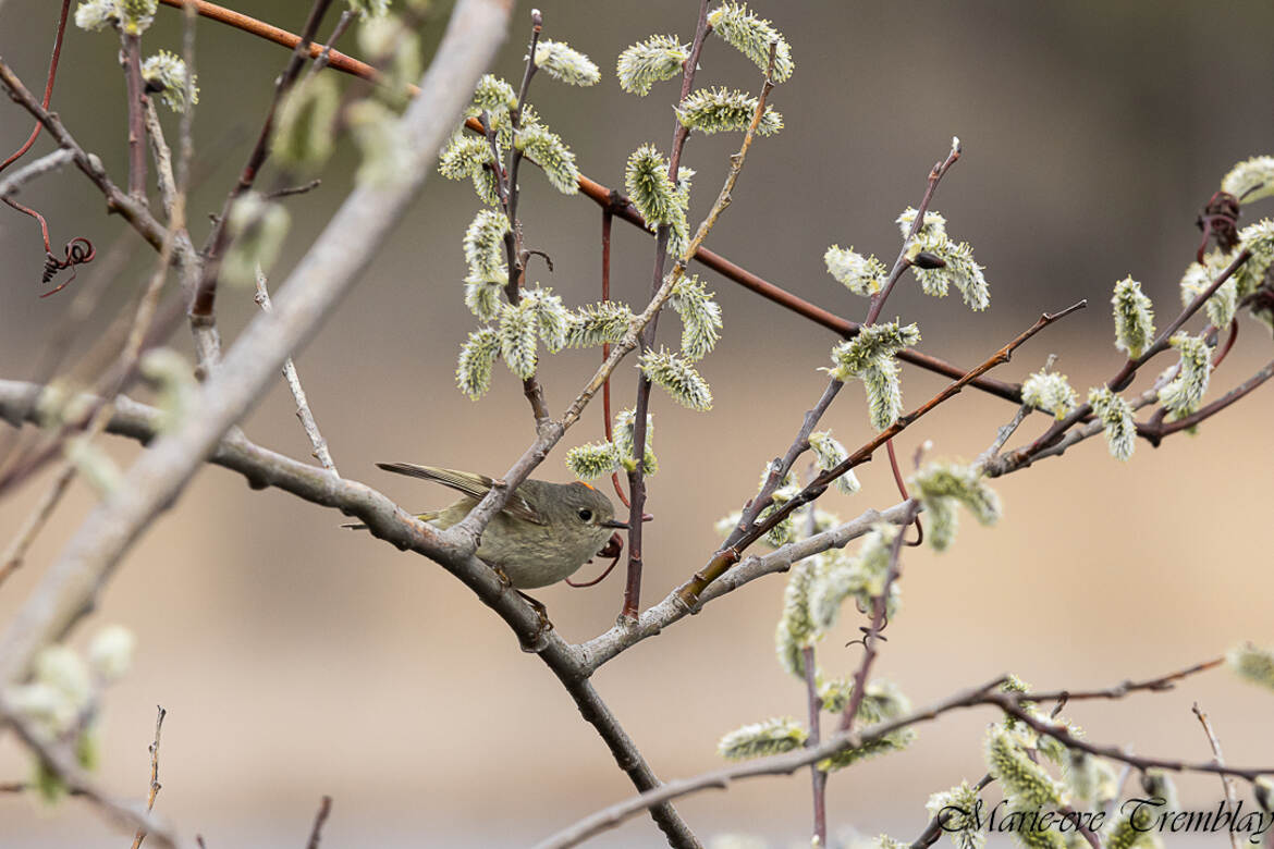 Roitelet à couronne Rubis